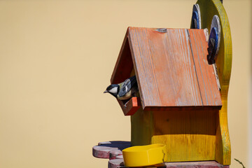 Eine Kohlmeise, Meise fliegt zu ihren Vogelhaus um ihren Nachwuchs zu füttern.
