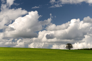 Country landscape. Lonely tree on green meadow on bright sunny day with clouds. Rural scene. Tree...