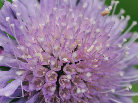 Closeup shot of a purple field scabious flower