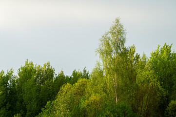 Obraz premium Beautiful green sunny forest in summer