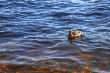 Duck on the water in sunny day