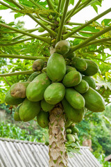 Close-up of unripe green papaya on papaya tree