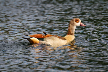 Portrait einer NIlgans an einem Teich.
