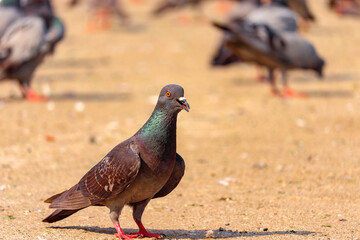 pigeon on the ground