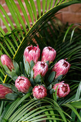 many protea flowers in a green garden