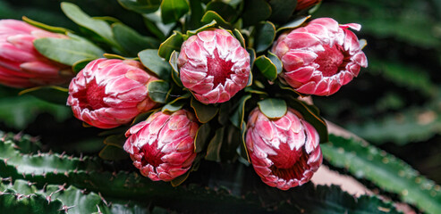 many protea flowers in a green garden