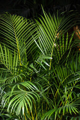 exotic carved Dypsis leaves in a sunny garden