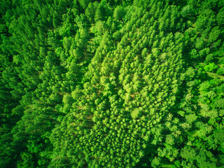 View from a quadcopter to a green pine forest