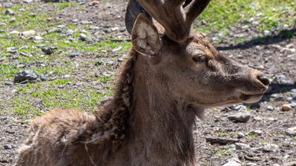Rehbock Porträt im seitlichen Profil liegend auf einer Wiese bei Sonnenschein