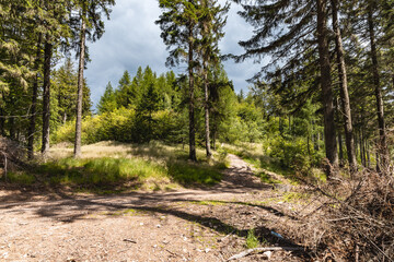 Long mountain trail in forest with bushes and trees around in Walbrzych mountains