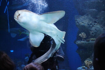 Russia, Novosibirsk 09.10.2020: scuba diver under water explores the seabed holds a shark fish