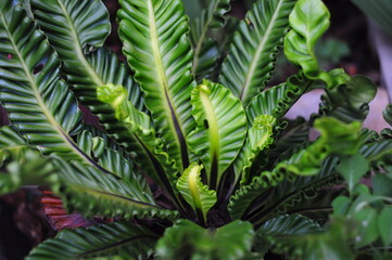 Cobra Bird’s nest fern