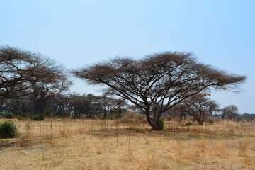 AFRICA