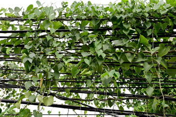 Green leaves wrapped on a black electric wire with natural background at Thailand.