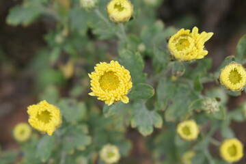 young Colorful Chrysanthemums flowers blooming in a farm .