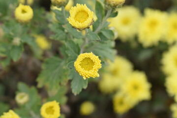 young Colorful Chrysanthemums flowers blooming in a farm .