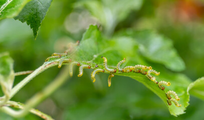 Sawfly larvae nibble on green leaves, Brandenburg, Germany