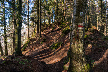 Mountain tour along the Alpenfreiheit premium trail near Oberstaufen