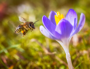 Bee flying to a purple crocus flower blossom