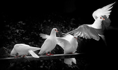 white pigeons in the garden black and white
