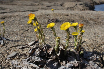 bright yellow flowers bloomed in spring in Siberia plant botany