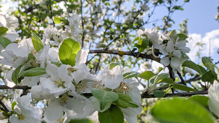 blooming white flowers of apple tree