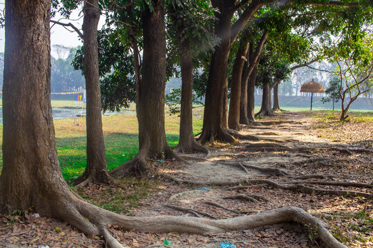 Tree in a row in the garden I captured this image on 5th February 2019 from Sonargaon, Bangladesh, South Asia