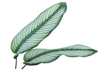 Obraz premium Tropical Foliage Green Leaves with White Stripes of Calathea maj