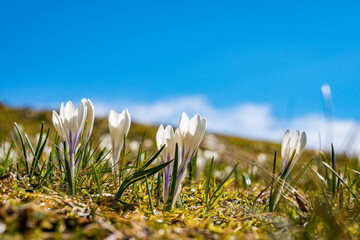 Many beautiful crocuses in the Allgäu Alps in springtime