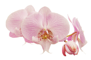 Blooming Pink Phalaenopsis Orchid Flowers Isolated on White Back