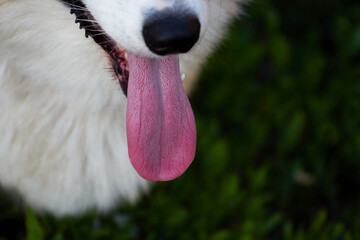 The dog of the Pembroke Welsh Corgi breed breathes with its tongue stuck out very close-up. Bright...