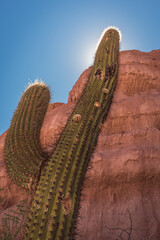 A cactus plant against sun in desert land