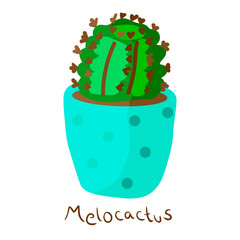 Little succulent vector illustration of cactus in pot in cartoon style. Suitable for advertising, printing, interior details