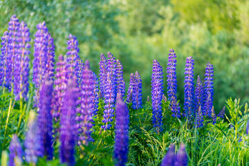 summer blue flowers lupins with blurred background