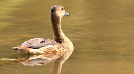 Lesser Whistling Duck on The Water