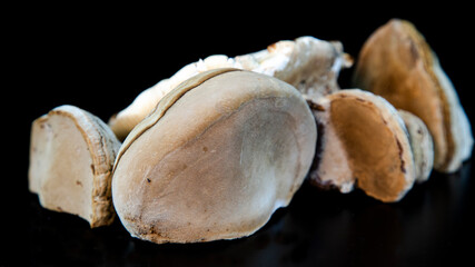 A variety of woody mushrooms. Polypore mushroom texture. Type of medicinal mushrooms