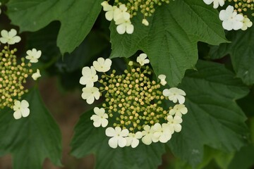 Viburnum flowers and leaves, guelder rose blooming.
