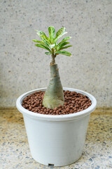 Beautiful Adenium tree in the pot.