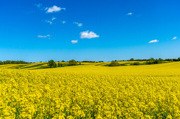 Yellow rapeseed field, in hilly landscape - obrazy, fototapety, plakaty