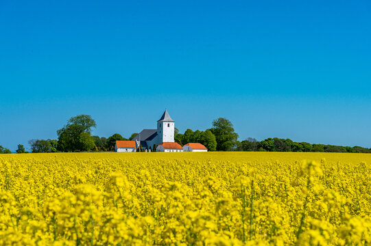 Yellow rapeseed field, in hilly landscape, and church in the baggrund