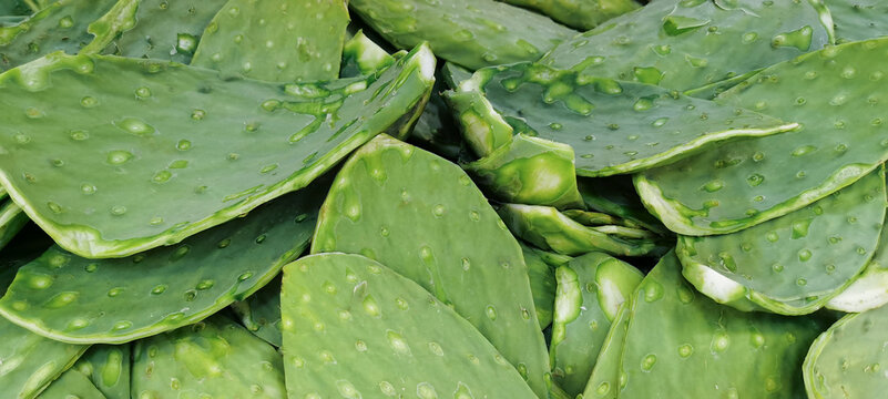 Green cactus. Opuntia ficus-indica. Leave of cactus nopales. Mexican food and drink ingredient. 