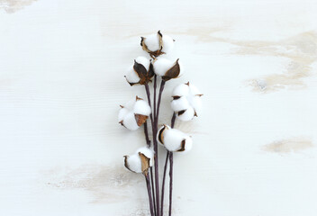 Creative image of beautiful cotton flowers over old white wooden background.