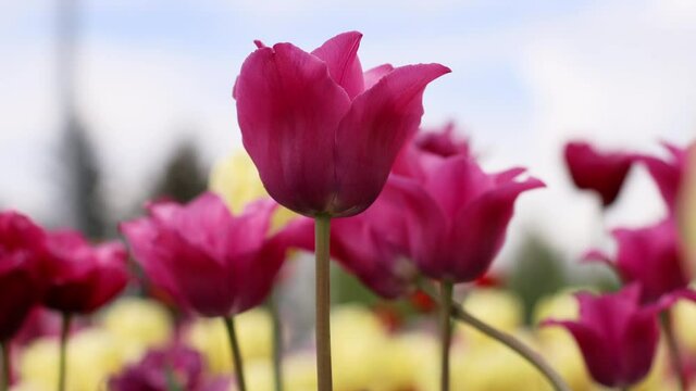 A field of pink tulips against a clear cloudy sky. Bbeautiful natural spring scene