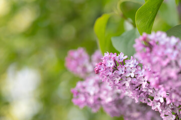 Umbels of pink lilac blossoms (Syringa vulgaris). Light green bokeh in background. - obrazy, fototapety, plakaty
