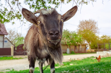 Portrait of goat looking at camera. Grazes in village near house
