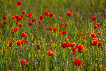 Papaver rhoeas L., wild poppy field, Lloret de Vistalegre, Mallorca, Balearic Islands, Spain