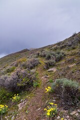 Mount Mahogany nature hiking trail landscape views, foothills of Mt Timpanogos, Wasatch Front Rocky Mountains, by Orem and Provo, Utah. United States. USA.