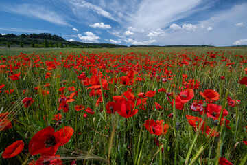 Fototapeta premium Papaver rhoeas L., wild poppy field, Sant Joan, Mallorca, Balearic Islands, Spain
