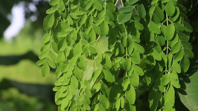 Natural Moringa leaves in the Garden. Sajna leaves are swaying in the wind.