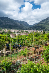 Soller vegetable garden, Soller valley route, Mallorca, Balearic Islands, Spain